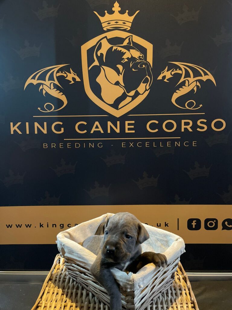 Male Puppy - Blue Collar